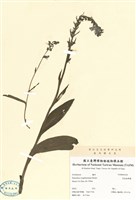 藏品(長苞粉蝶蘭)的圖片